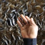 Bisnis Lele Bisa Jadi Opsi Untuk Kamu Dalam Mencari Sideincome