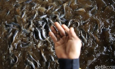 Bisnis Lele Bisa Jadi Opsi Untuk Kamu Dalam Mencari Sideincome