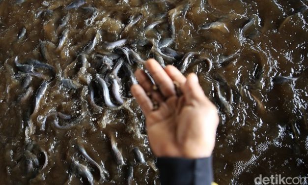 Bisnis Lele Bisa Jadi Opsi Untuk Kamu Dalam Mencari Sideincome