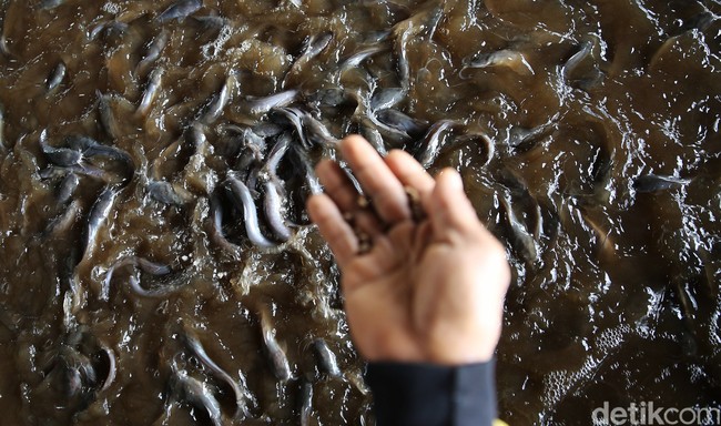 Bisnis Lele Bisa Jadi Opsi Untuk Kamu Dalam Mencari Sideincome