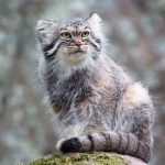 Spesies Kucing Pegunungan Misteri Dan Kebun Binatang Ekologi