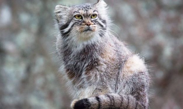 Spesies Kucing Pegunungan Misteri Dan Kebun Binatang Ekologi