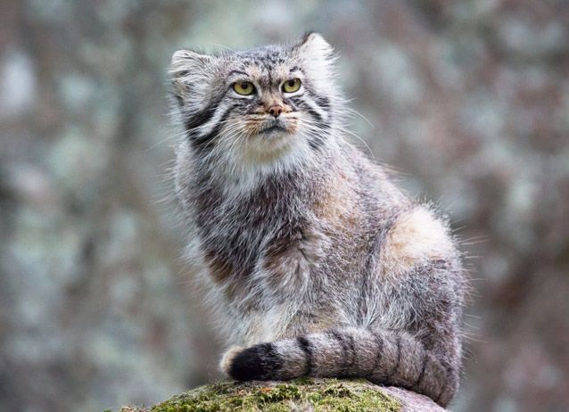 Spesies Kucing Pegunungan Misteri Dan Kebun Binatang Ekologi