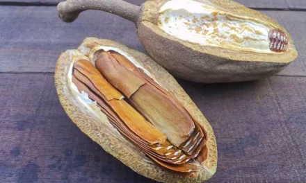 Pohon Kayu Mahoni Hadirkan Keajaiban Alam Yang Berharga