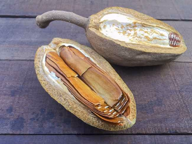 Pohon Kayu Mahoni Hadirkan Keajaiban Alam Yang Berharga