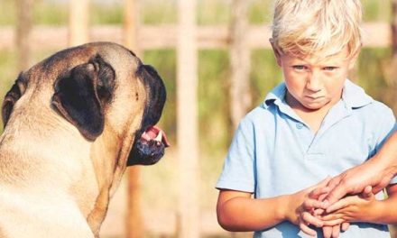 Mengenal Cynophobia, Yaitu Ketakutan Pada Anjing Berlebihan