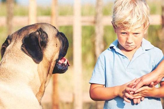 Mengenal Cynophobia, Yaitu Ketakutan Pada Anjing Berlebihan