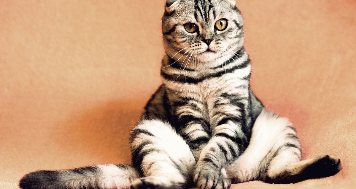 Bukti Bulu Kucing Bisa Di Jadikan Bahan Ungkapan Kasus