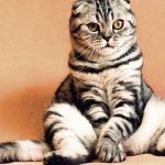 Bukti Bulu Kucing Bisa Di Jadikan Bahan Ungkapan Kasus