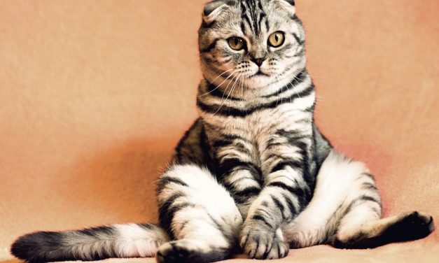 Bukti Bulu Kucing Bisa Di Jadikan Bahan Ungkapan Kasus