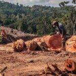 Respons Ekologis Flora Dan Fauna Pegunungan Suhu Berubah