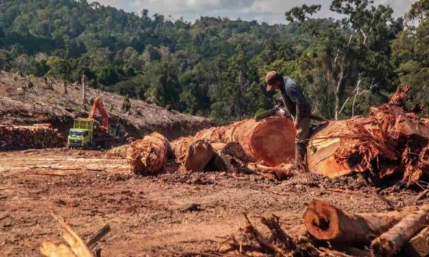 Respons Ekologis Flora Dan Fauna Pegunungan Suhu Berubah