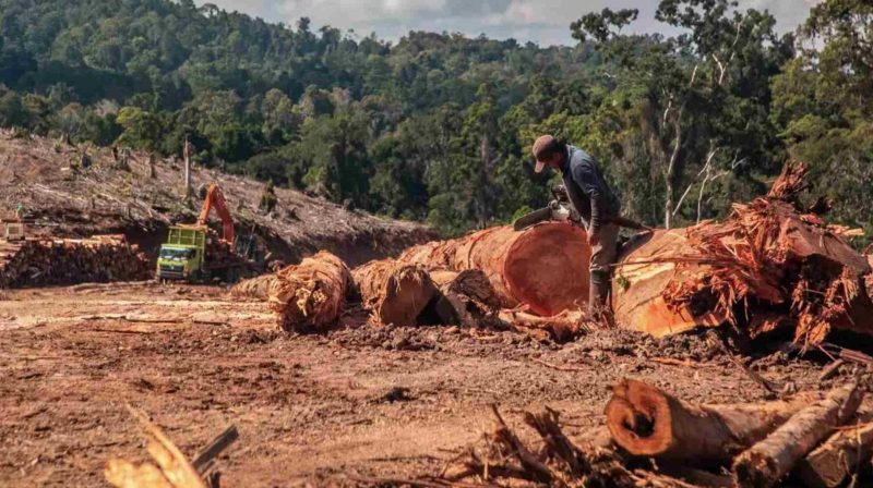 Respons Ekologis Flora Dan Fauna Pegunungan Suhu Berubah